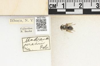 Media type: image;   Entomology 769823 Aspect: Labels